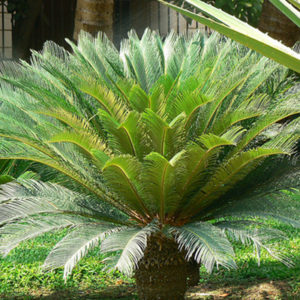 palmeira sagu