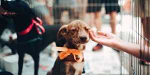 cachorro com alergia.