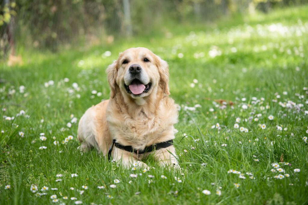 Avalições da ração vegana para cães recomendam a ração - Bicho Green