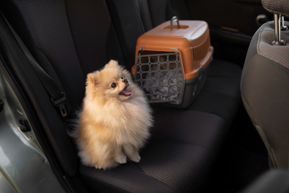 cachorro de pequeno porte sendo transportado em carro