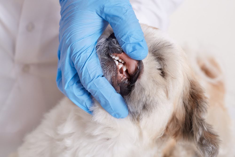 Saúde bucal do cão sob avaliação veterinária