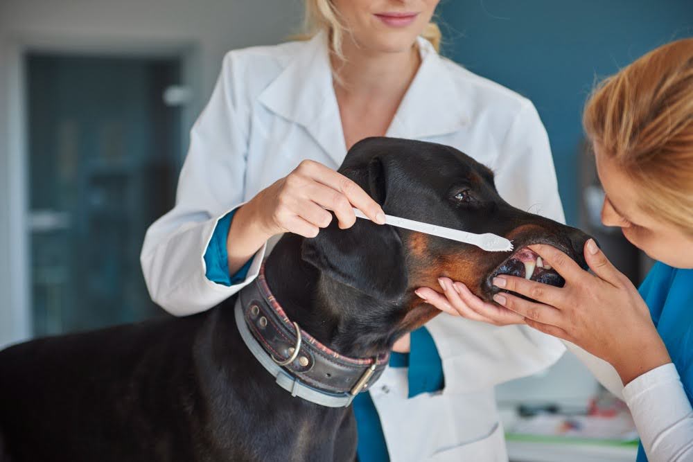 Veterinárias realizando escovação de dentes em cão