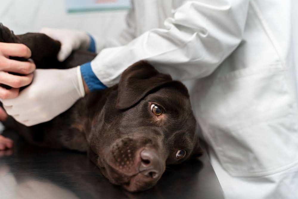 Cão deitado em maca para avaliação clínica