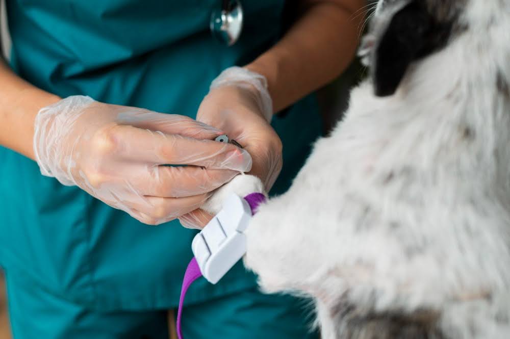 Veterinária e cão durante exames de sangue