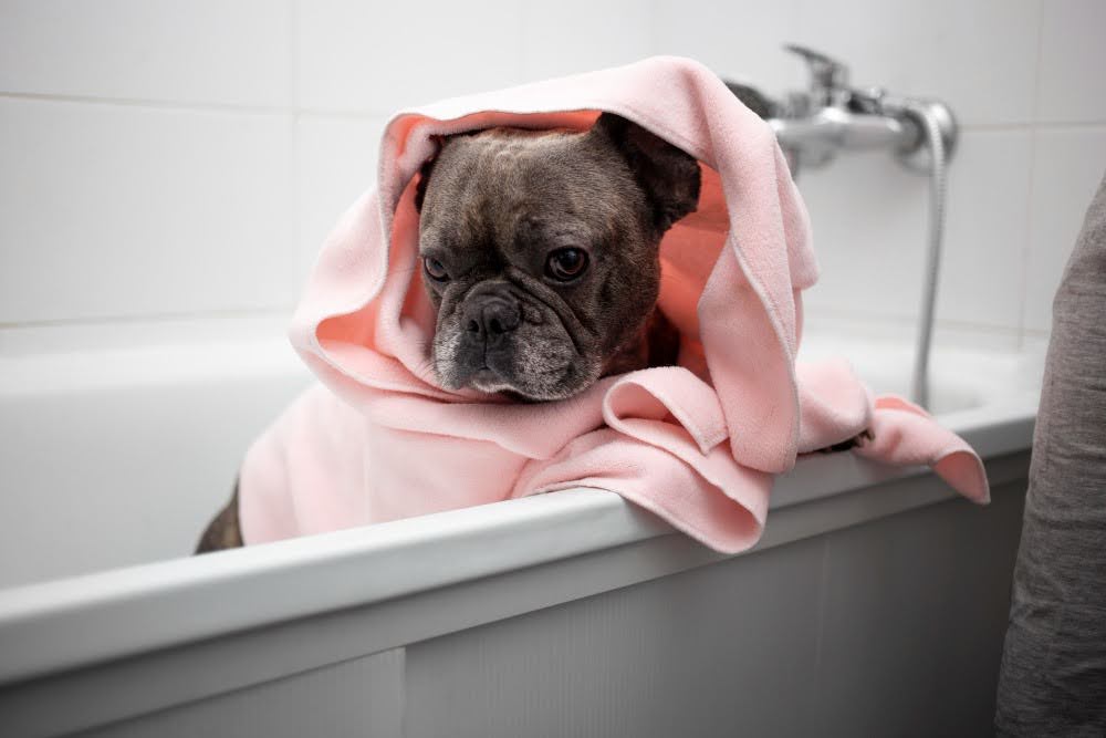 Cão enrolado em toalha após o banho